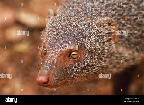 Indian Gray Mongoose Herpestes Edwardsii Adult Animal Portrait