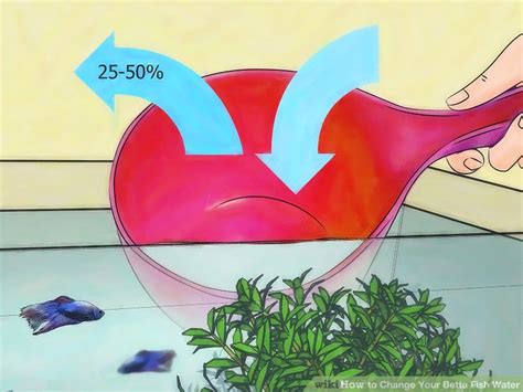 How To Change Your Betta Fish Water 13 Steps With Pictures