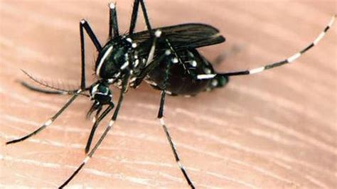 New Invasive Mosquito Species Found In Sacramento County Sacramento Bee