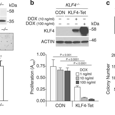 Klf4 Decreases Pc3 Cell Growth A Western Blot Showing Klf4 Absence In