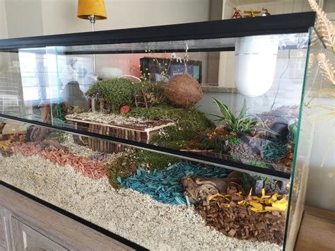 A Fish Tank Filled With Plants And Rocks