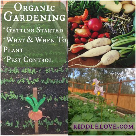 Riddlelove Organic Gardening Getting Started Choosing What To Grow When And Pest Control