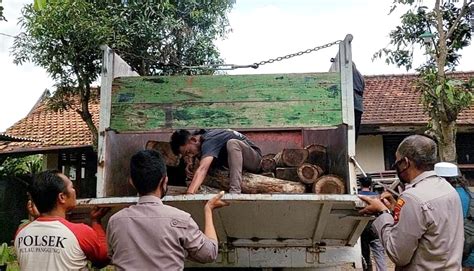 Periksa Truk Terbalik Ada Puluhan Kayu Sonokeling Diduga Hasil