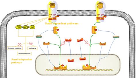 The Role Of Transforming Growth Factor Smad Pathway In Alzheimers