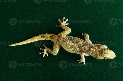 Gray Gecko Lizard 15758361 Stock Photo at Vecteezy