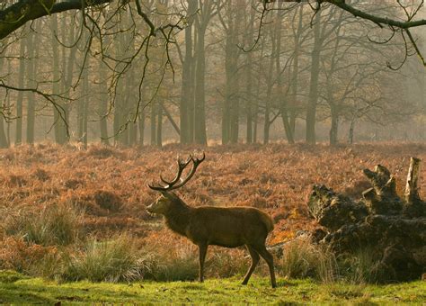 Deer In Richmond Park The Royal Parks