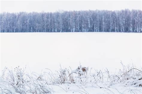 Premium Photo Winter Snowy Forest Wall Deadpan Style White Background