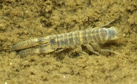 Global Activity Of Seafloor Biodiversity Mapped For The First Time