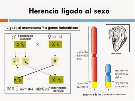 Aulabiogeotoni 4º Eso Tema 11 Herencia GenÉtica