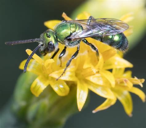 18 Types Of Green Bees Pictures And Identification Guide