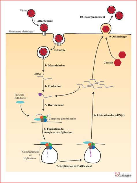 Jle Virologie Architecture Et Biogenèse Des Organelles De