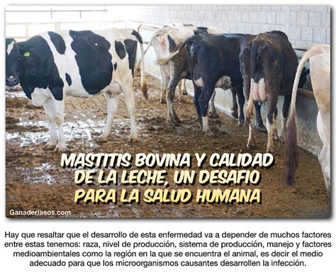 Mastitis Bovina Y Calidad De La Leche Un DesafÍo Para La Salud Humana