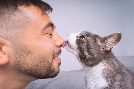 Waarom Likt Mijn Kat Mijn Gezicht X Fascinerende Redenen