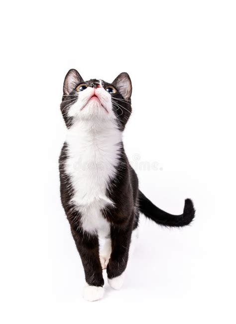 Cute Tuxedo Kitten Looking Up Isolated On White Stock Photo Image Of