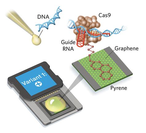 Infographic DNA Detection With A Chip The Scientist Magazine