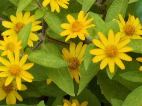 Acahual Amarillo Flora Del Bosque Mes Filo De Monta A Y Vegetaci N