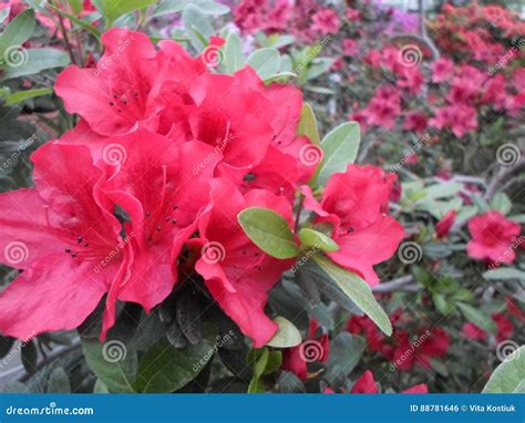 Flores De La Lila Flores Púrpuras Árbol Floreciente En Resorte Rose Florece Las Flores Rosadas