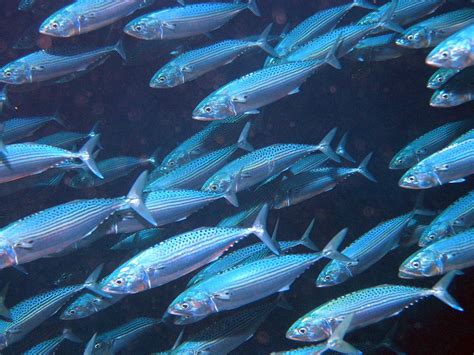 Mengenal Ikan Kembung Dan Manfaatnya Bagi Kesehatan Agrozine