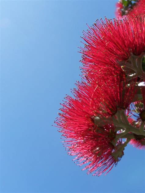 pohutukawa  photo  freeimages