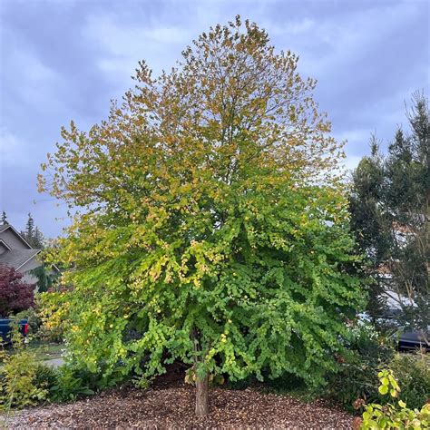 Stunning Trees With Heart Shaped Leaves Youll Love