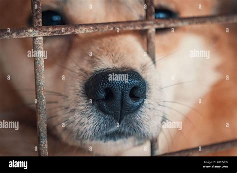 Portrait D Un Chien Triste Dans Un Abri Derri Re Une Cl Ture Attendant