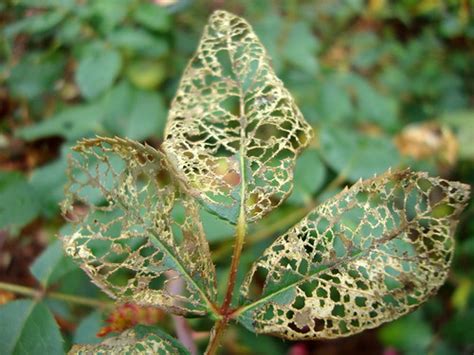 Rose Bush Leaves Eaten By Bugs The Rose Bush Is Next To T Flickr