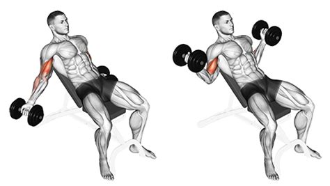 Exercise Database (Biceps16) - Seated Incline Dumbbell Inner Biceps ...