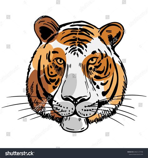 Hand Drawn Tiger Vector Sketch Illustration Stock Vector Royalty Free