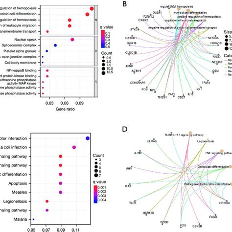 Functional Enrichment Of Demrnas A Bubble Diagram Of Go Functional