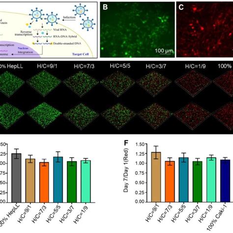 Transduced Hepll And Caki 1 Cells Co Cultured In The Tumor Progression Download Scientific