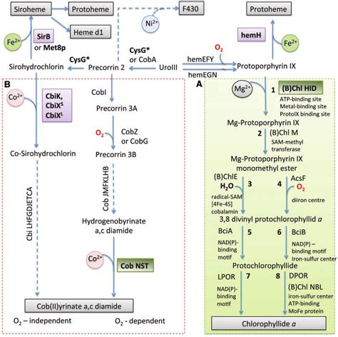 Schematic Representation Of The Tetrapyrrole Biosynthesis Pathway