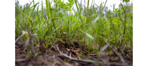 How To Control Weeds In Lawn