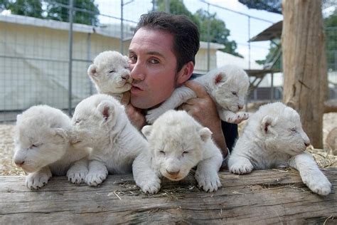 Sensation Sechs Löwenbabys im Zirkus Krone Abendzeitung München