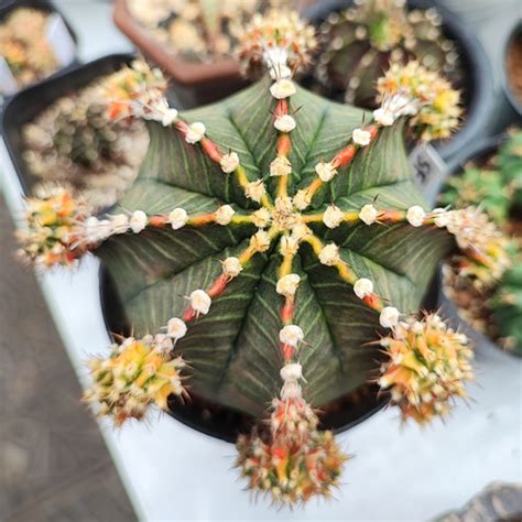 Jual Kaktus Gymno Gymnocalycium Miha Starfire Milo Besar Kota