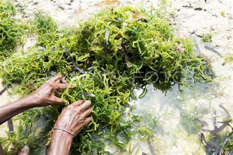 LARANGAN EKSPOR RUMPUT LAUT ANTARA Foto