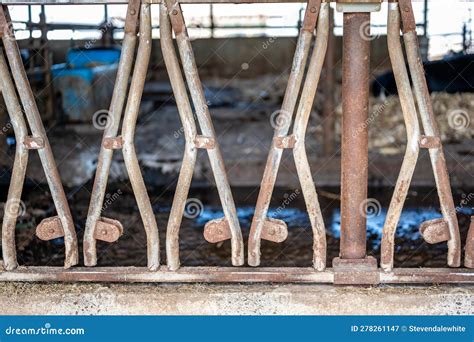 Row of Stanchions in a Dairy Barn Made for Cattle To Eat through and ...