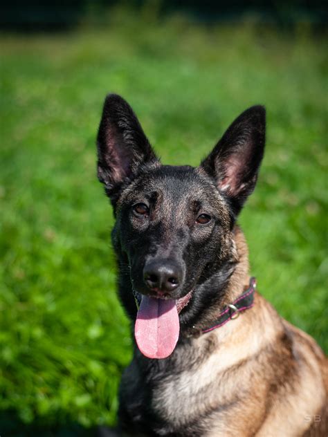 Apagi Valka Chien Type Berger Belge Malinois La Robe Fauve Charbonn E