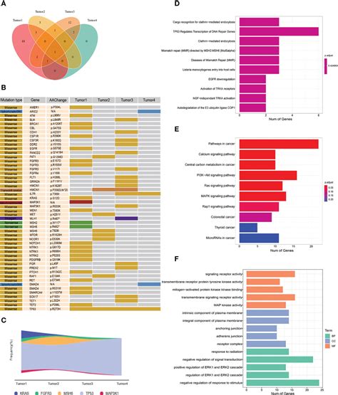 Frontiers Case Report Genetic And Immune Microenvironmental