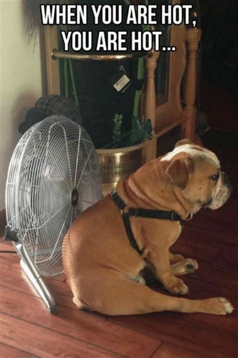 Have A Look At These Memes When Its Hot Outside — Funny Pictures