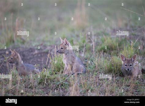 Bat Eared Fox Pups Stock Photo - Alamy