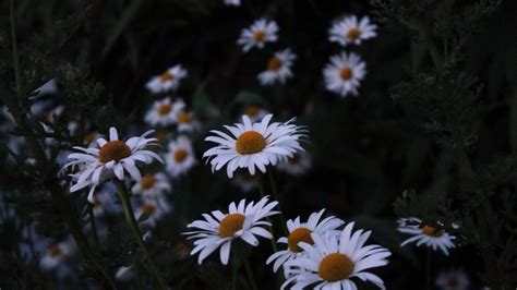 Daisy Aesthetic Computer Wallpapers Top Free Daisy Aesthetic Computer