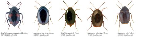 Staphylinidae_Piestinae - Dr. Ross Piper