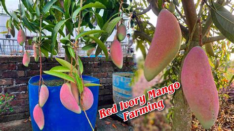 Red Ivory Mango Farming Chiang Mai Mango Contact Number