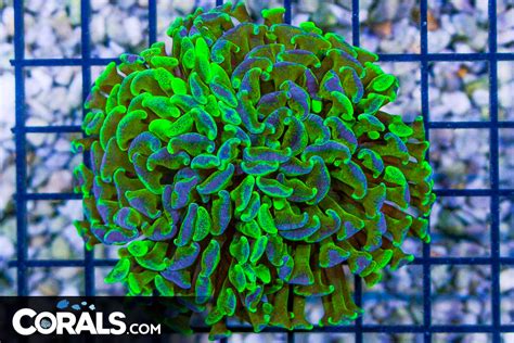 Big Branching Hammer Frag Australia Yellow Green Corals