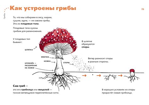 Как устроены грибы