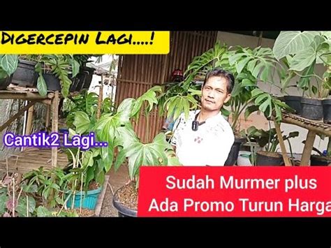 UPDATE TANAMAN HIAS MURAH MERIAH DAN CANTIK2SEDANG PROMO TURUN HARGA