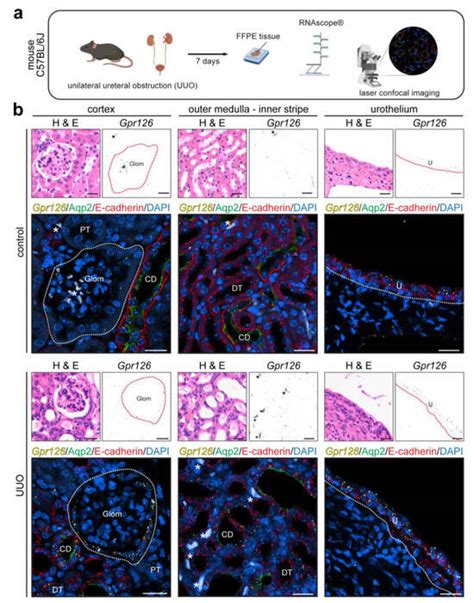Cells | Special Issue : Structures, Regulation, Signaling, and ... 