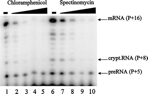 A ribosomal function is necessary for efficient splicing of the T4 phage thymidylate synthase ...