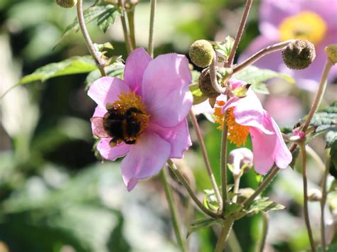 Filzige Herbst Anemone Robustissima Beste Sorten And Stauden Wissen