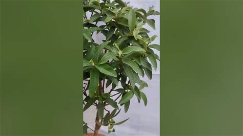 Guava Bonsai Bonsai Guava Tree Namaskaram Bharat Youtube